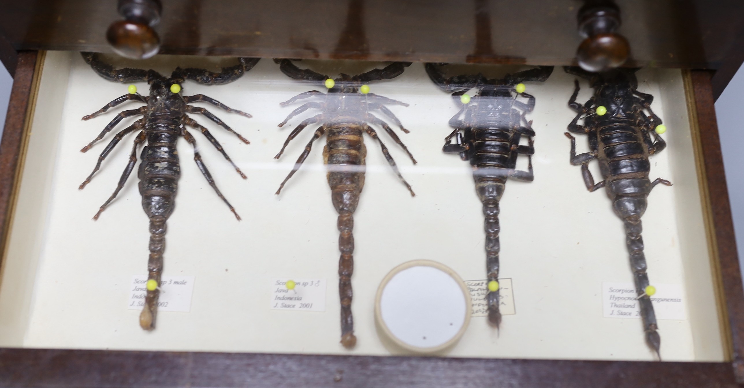 Entomology- a collection of scorpion specimens in a wood chest of four drawers, 30. 5 cm high, 33 cm wide, 21 cm deep